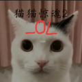 猫猫惊魂2OL手机版
